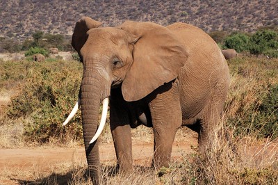 5 Day Uganda Gorilla & Wildlife Safari Bwindi + Queen Elizabeth