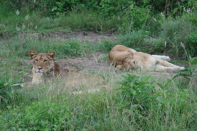 5 Days Gorillas and Game Safari