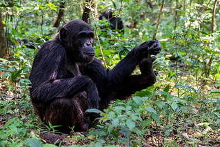 CHIMPANZEE TRACKING IN UGANDA