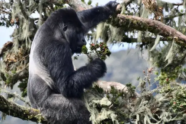 Congo Safaris