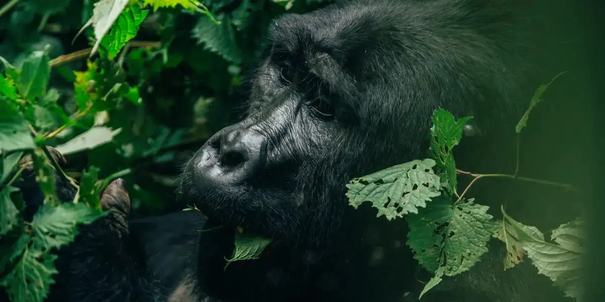 congo tours