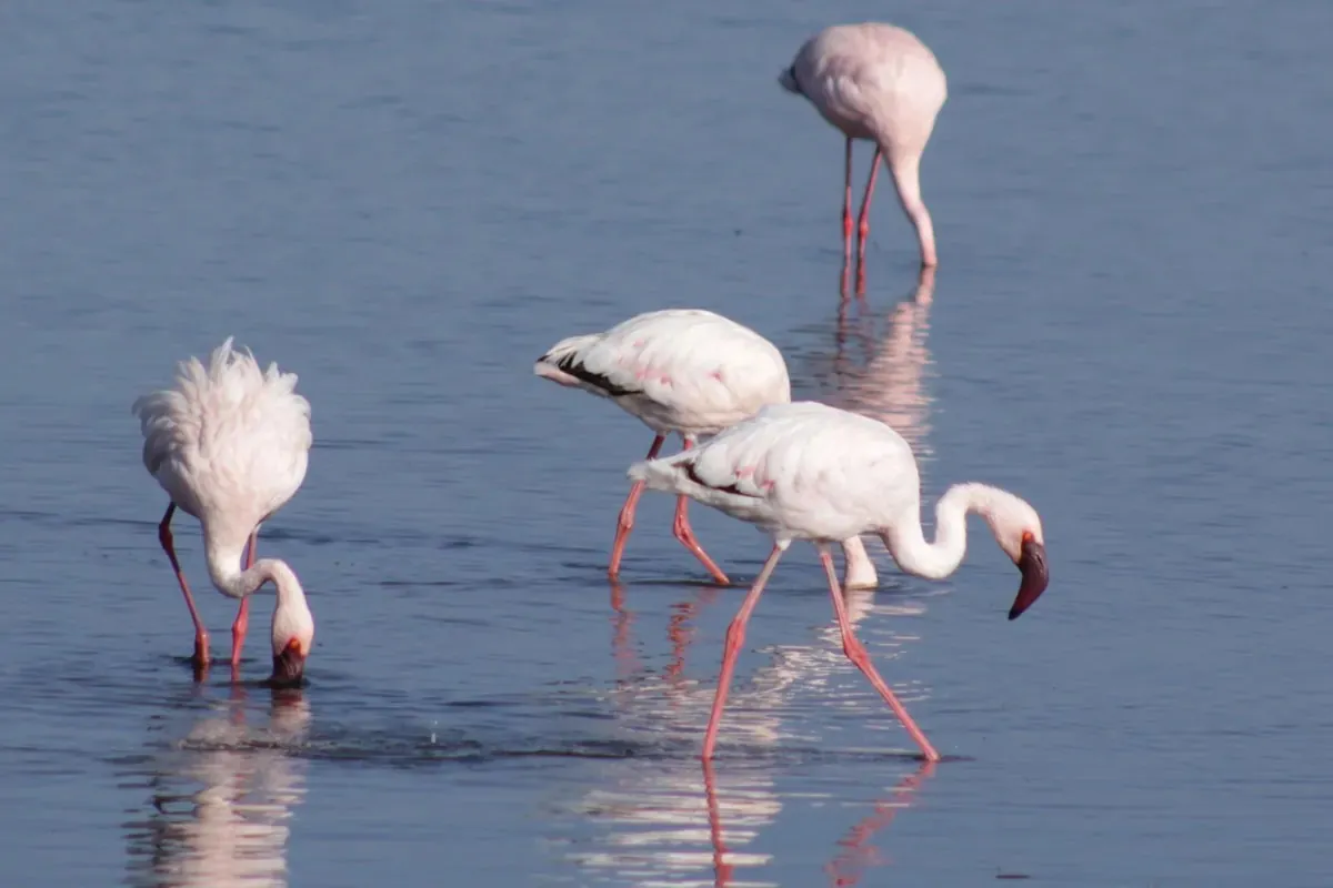 Rwanda Birding