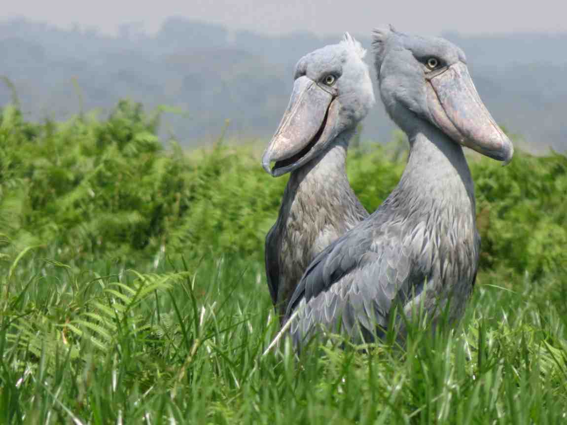 Uganda Birding