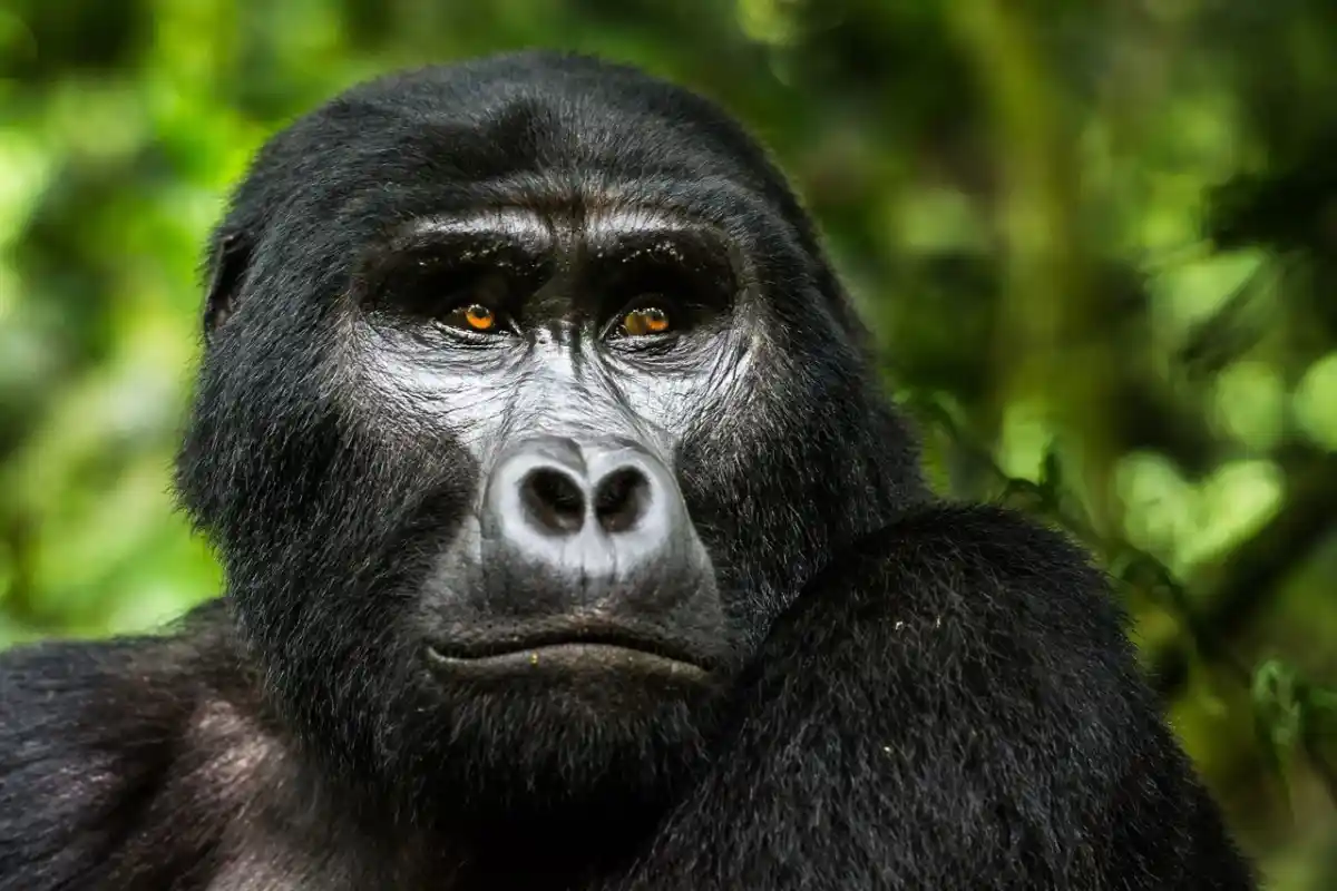 Rwanda Safaris