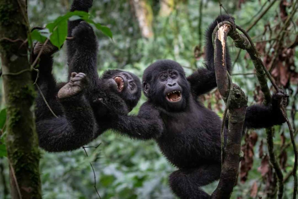 Uganda gorilla trekking safari in Bwindi Impenetrable National Park