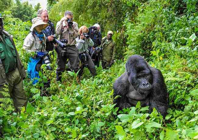 This is an image that shows how long a Gorilla Trek actually takes